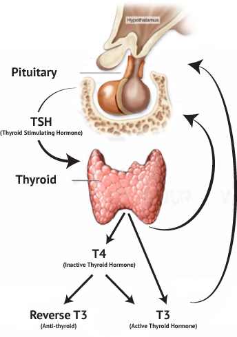 Thyroid - Mukilteo Everett Lynnwood Edmonds - Specialty Natural Medicine