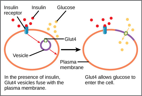 diabetes care and reversal